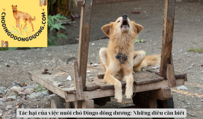 Tác hại của việc nuôi chó Dingo đông dương: Những điều cần biết