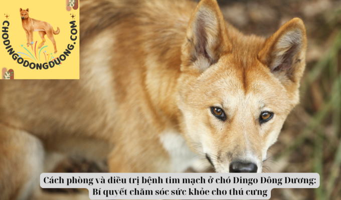 Cách phòng và điều trị bệnh tim mạch ở chó Dingo Đông Dương: Bí quyết chăm sóc sức khỏe cho thú cưng