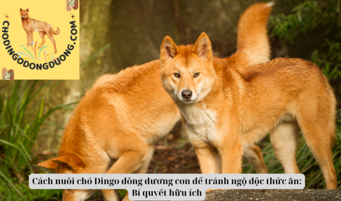 Cách nuôi chó Dingo đông dương con để tránh ngộ độc thức ăn: Bí quyết hữu ích