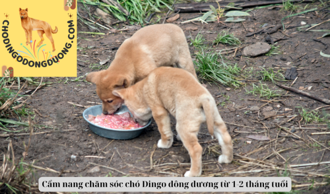 Cẩm nang chăm sóc chó Dingo đông dương từ 1-2 tháng tuổi