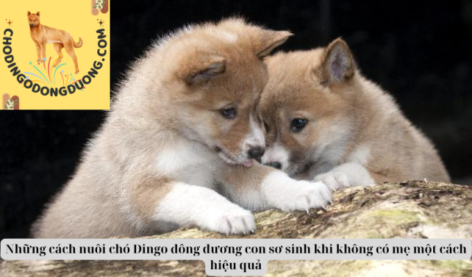 Những cách nuôi chó Dingo đông dương con sơ sinh khi không có mẹ một cách hiệu quả