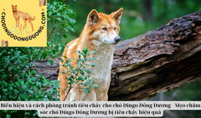 Biểu hiện và cách phòng tránh tiêu chảy cho chó Dingo Đông Dương - Mẹo chăm sóc chó Dingo Đông Dương bị tiêu chảy hiệu quả