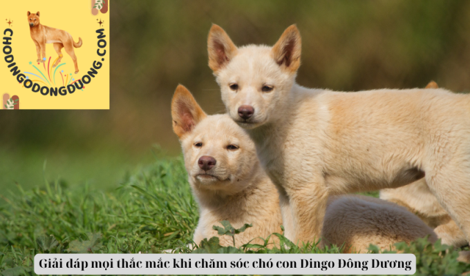 Giải đáp mọi thắc mắc khi chăm sóc chó con Dingo Đông Dương