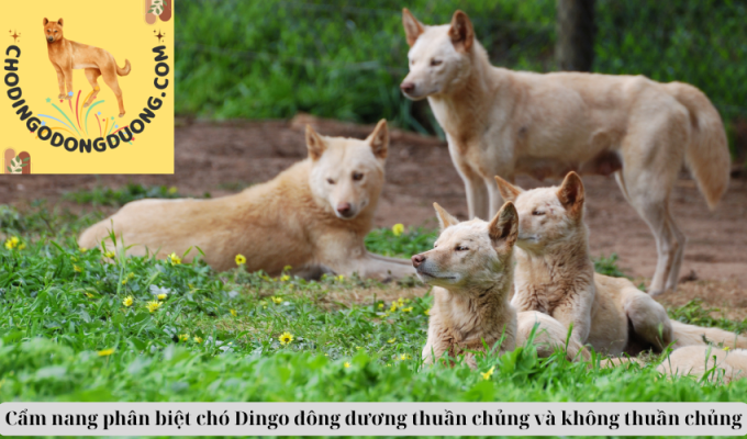 Cẩm nang phân biệt chó Dingo đông dương thuần chủng và không thuần chủng