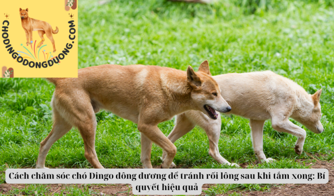 Cách chăm sóc chó Dingo đông dương để tránh rối lông sau khi tắm xong: Bí quyết hiệu quả