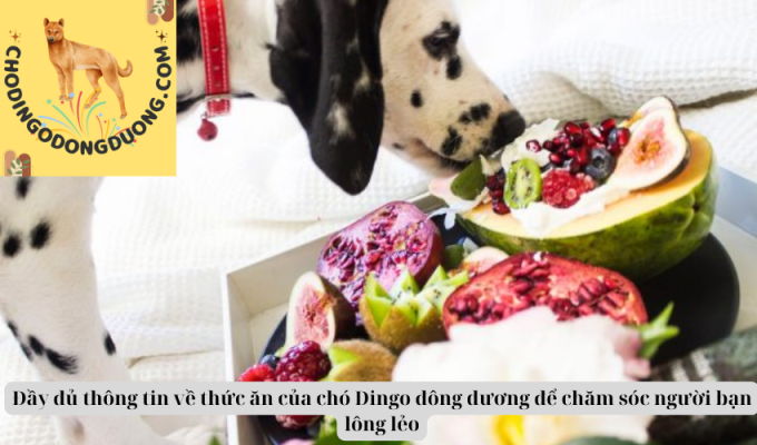 Đầy đủ thông tin về thức ăn của chó Dingo đông dương để chăm sóc người bạn lông lẻo