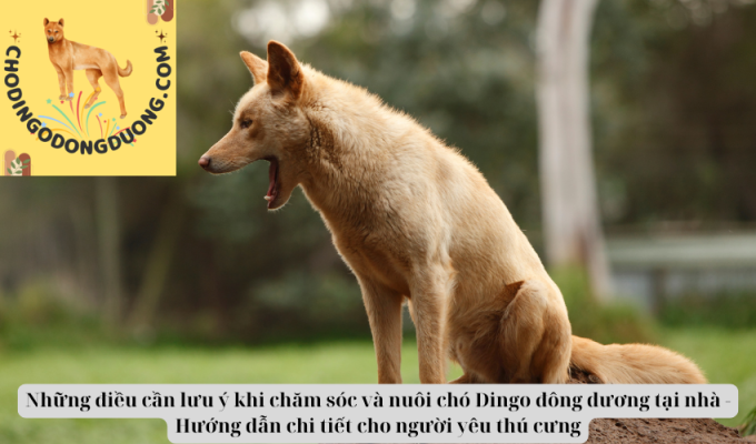 Những điều cần lưu ý khi chăm sóc và nuôi chó Dingo đông dương tại nhà - Hướng dẫn chi tiết cho người yêu thú cưng