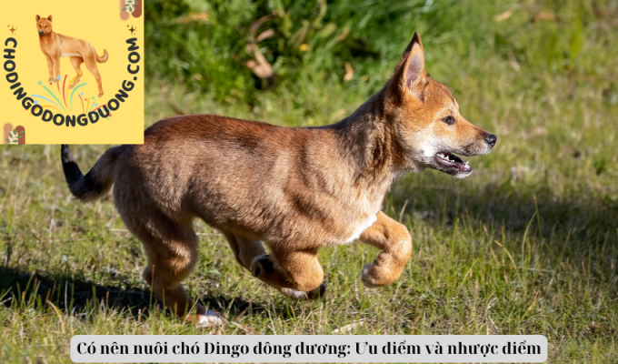 Có nên nuôi chó Dingo đông dương: Ưu điểm và nhược điểm