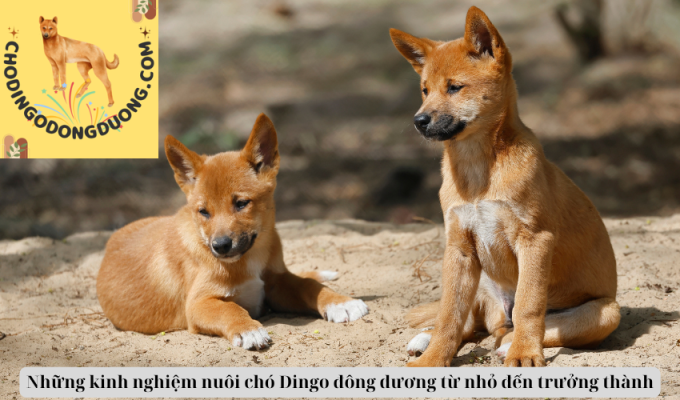 Những kinh nghiệm nuôi chó Dingo đông dương từ nhỏ đến trưởng thành