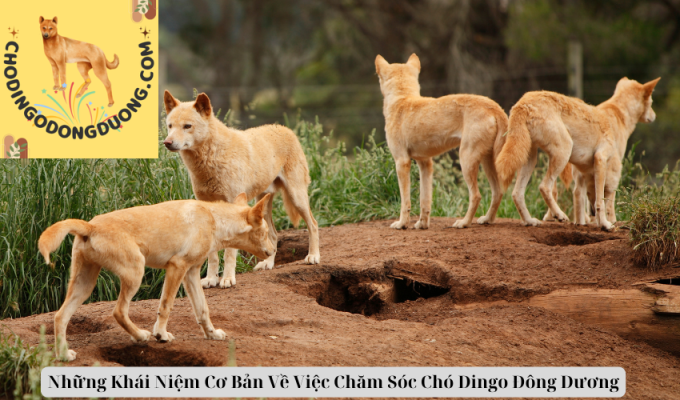 Những Khái Niệm Cơ Bản Về Việc Chăm Sóc Chó Dingo Đông Dương