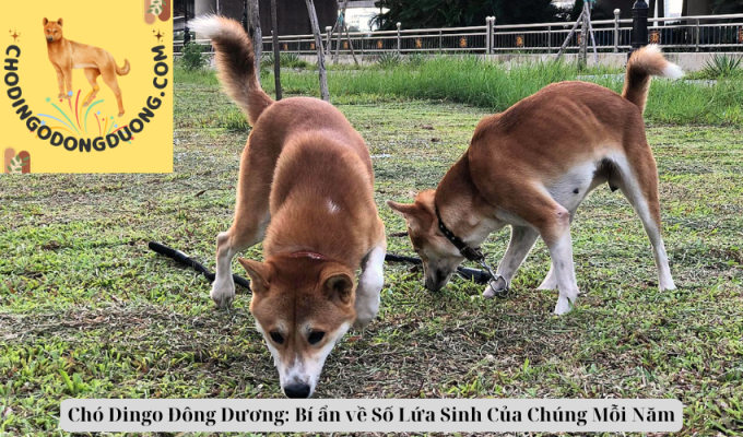 Chó Dingo Đông Dương: Bí ẩn về Số Lứa Sinh Của Chúng Mỗi Năm