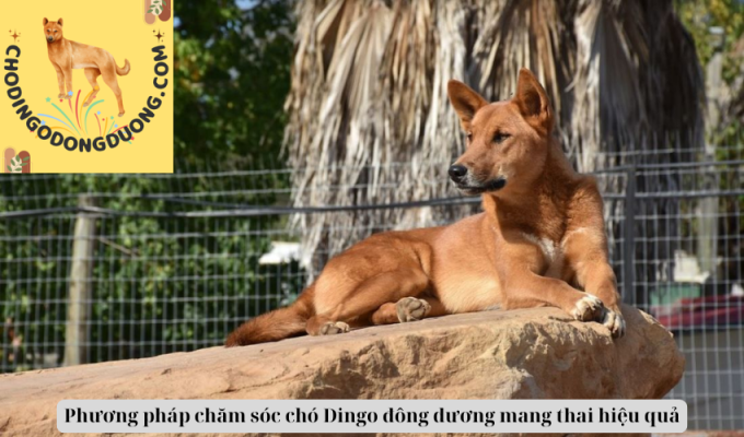 Phương pháp chăm sóc chó Dingo đông dương mang thai hiệu quả