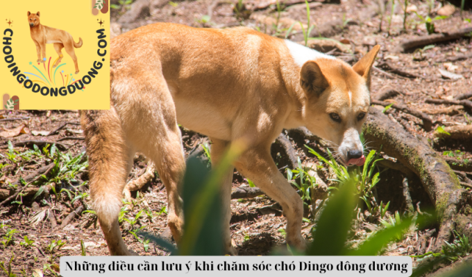 Những điều cần lưu ý khi chăm sóc chó Dingo đông dương