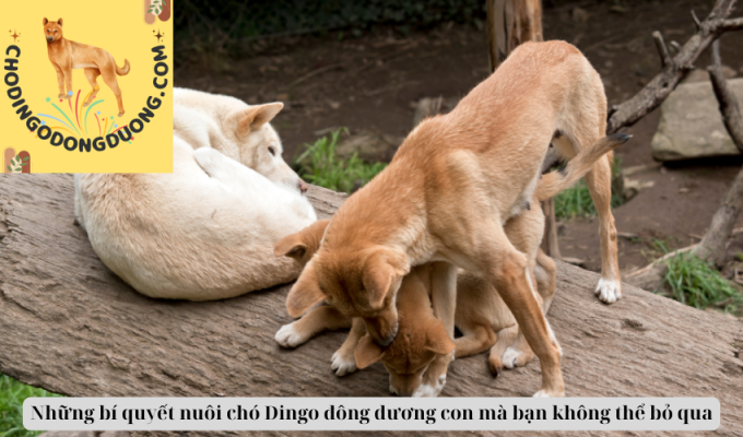 Những bí quyết nuôi chó Dingo đông dương con mà bạn không thể bỏ qua