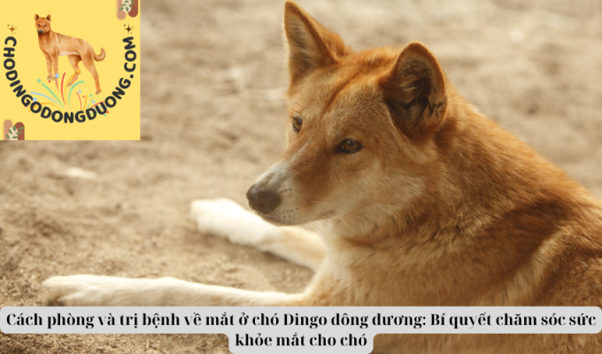 Cách phòng và trị bệnh về mắt ở chó Dingo đông dương: Bí quyết chăm sóc sức khỏe mắt cho chó