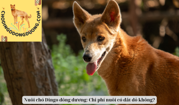 Nuôi chó Dingo đông dương: Chi phí nuôi có đắt đỏ không?