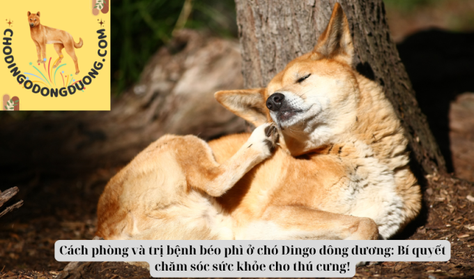 Cách phòng và trị bệnh béo phì ở chó Dingo đông dương: Bí quyết chăm sóc sức khỏe cho thú cưng!
