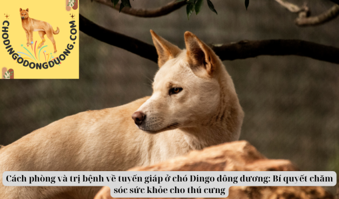 Cách phòng và trị bệnh về tuyến giáp ở chó Dingo đông dương: Bí quyết chăm sóc sức khỏe cho thú cưng