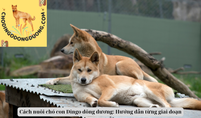 Cách nuôi chó con Dingo đông dương: Hướng dẫn từng giai đoạn