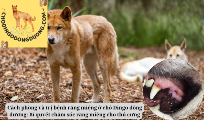 Cách phòng và trị bệnh răng miệng ở chó Dingo đông dương: Bí quyết chăm sóc răng miệng cho thú cưng