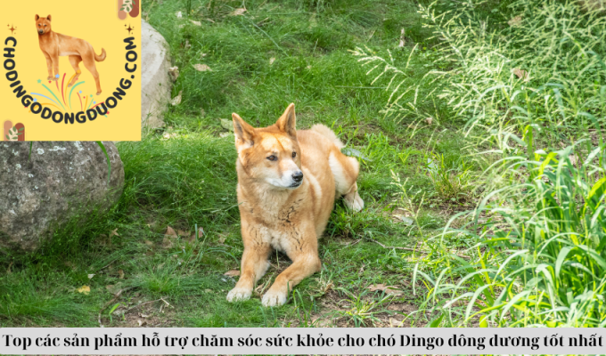 Top các sản phẩm hỗ trợ chăm sóc sức khỏe cho chó Dingo đông dương tốt nhất