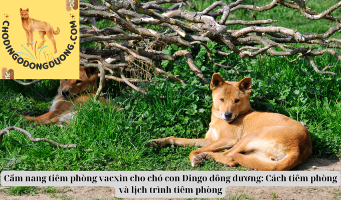 Cẩm nang tiêm phòng vacxin cho chó con Dingo đông dương: Cách tiêm phòng và lịch trình tiêm phòng